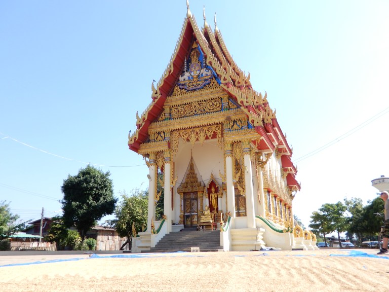 Sukhothai - rice drying in front of temple