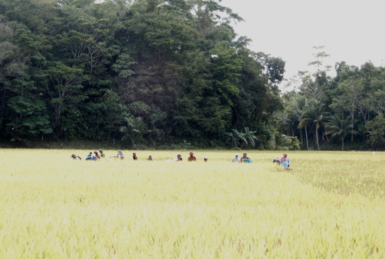rice field bohol harvest