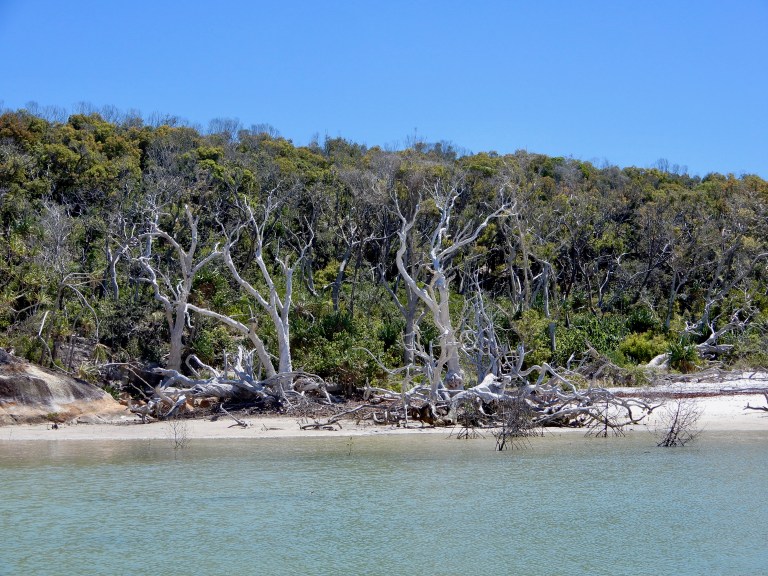 Gesneuvelde bomen op .... Island in Whitsundays. Zij vingen de klap op van orkaan Debbie