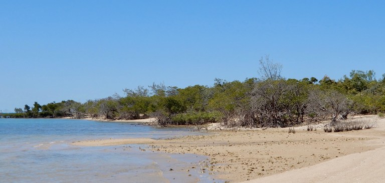 Mangroves vangen en binden de bodem met hun zwevende wortels en takken