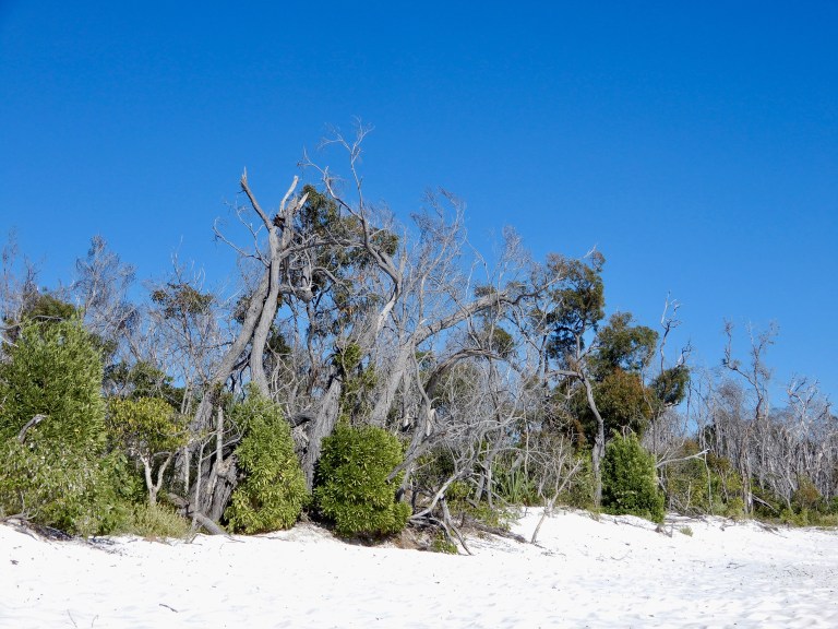 Nieuw groen groeit op de afgeknakte boomstammen op Whiteheaven Beach in the Whitsundays