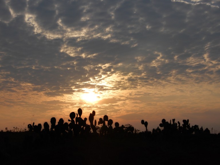 finfin desierto de tatacoa, cactus like virus 2